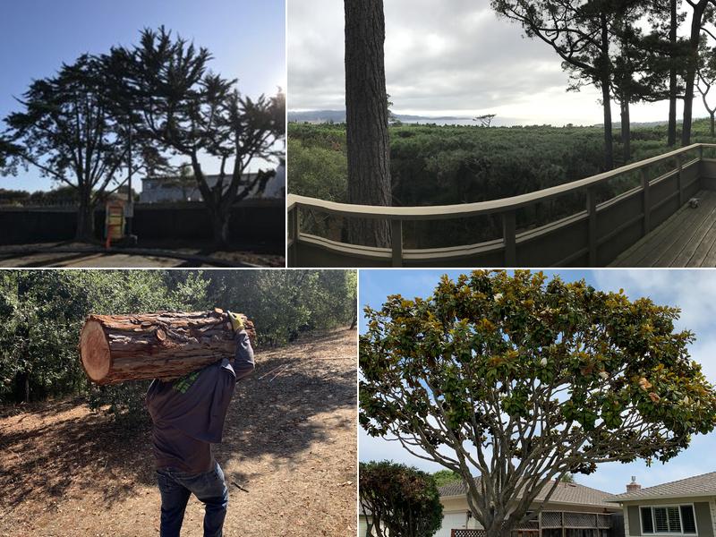 Specialty Tree Service Inc