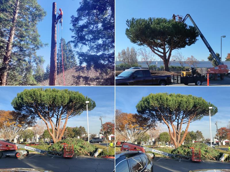 West Wind Tree Care