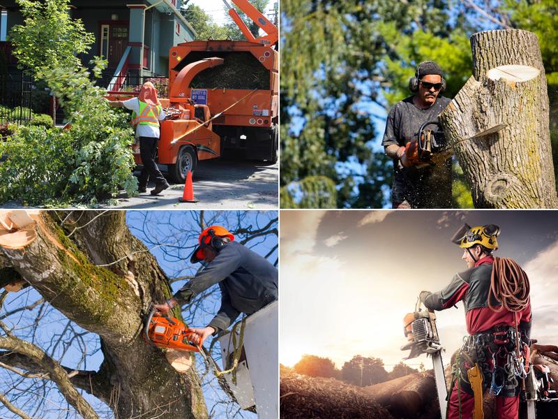 Tree Service Fresno