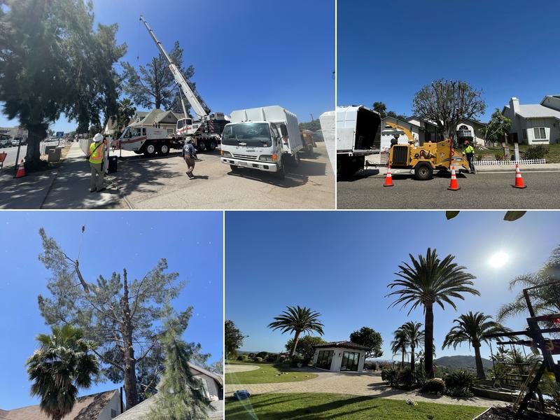 Maya's Landscape & Tree Service