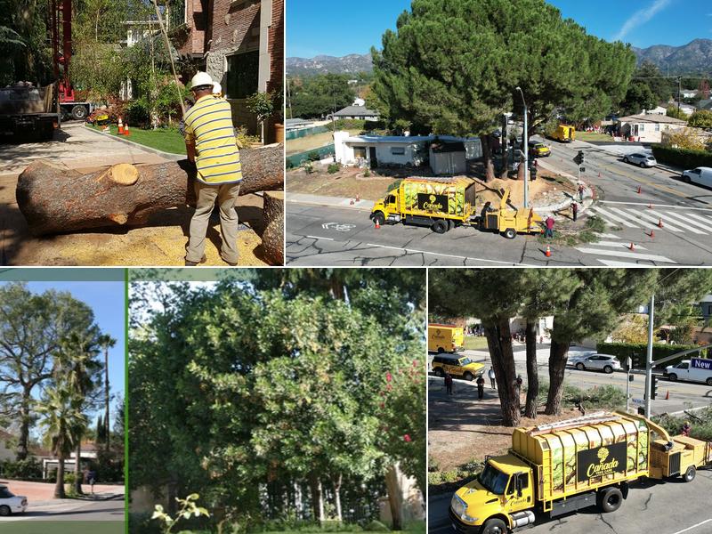 Cañada Tree Care