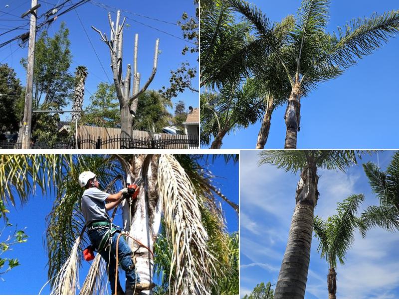 California Tree Solutions Alum Rock - Stump Removal