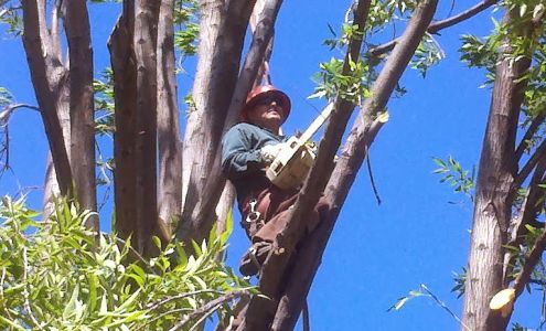 Ron's Hauling & Clean Up & Tree Services