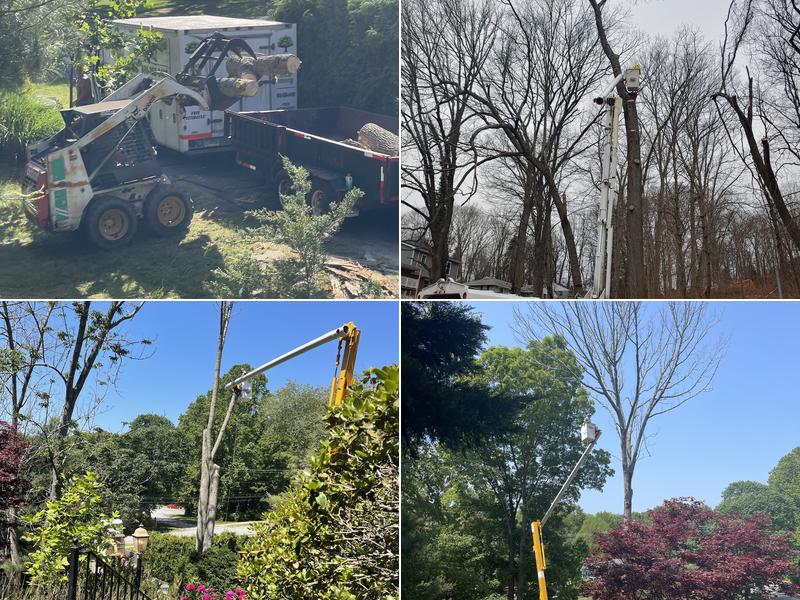 Statewide Tree And Stump Service