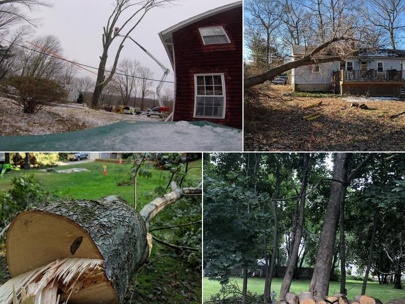 Tazmanian Tree Devil