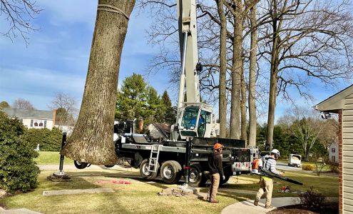 Boot Road Tree Services