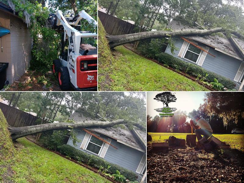 Shade Shifters Tree Service