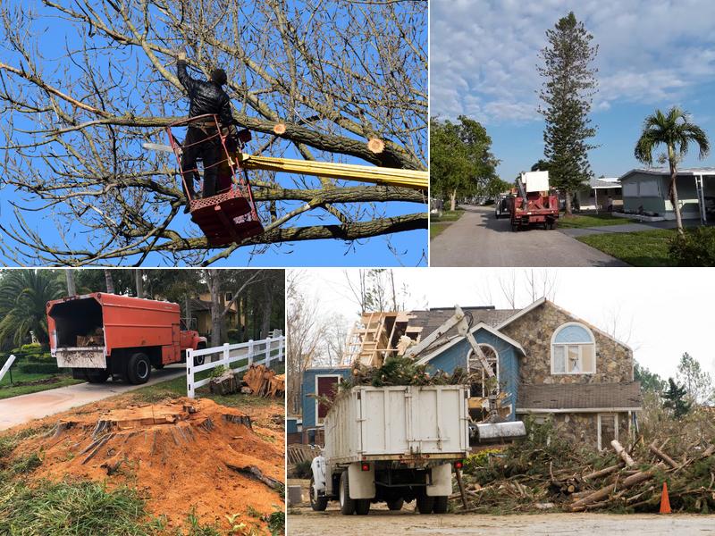 Coral Springs Tree Service