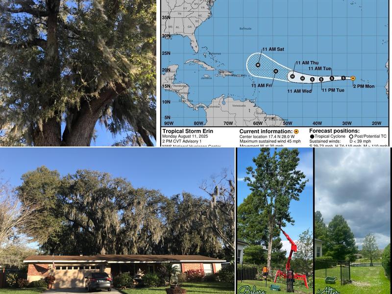 All American tree specialist LLC