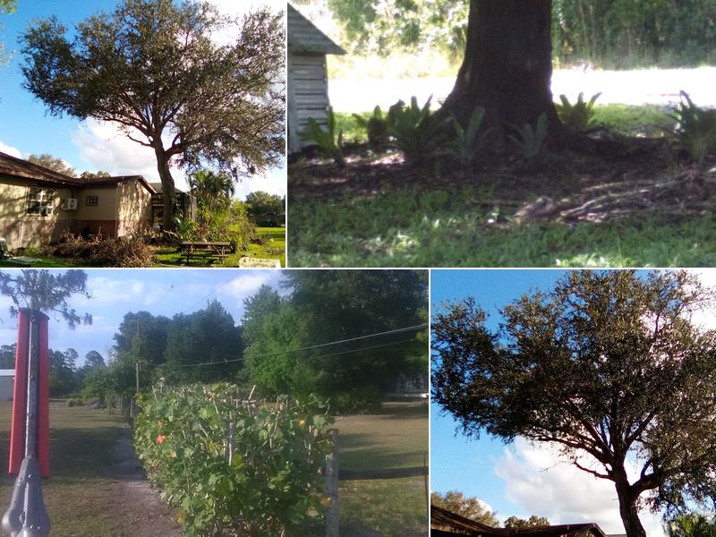 Handy Man Tree Services