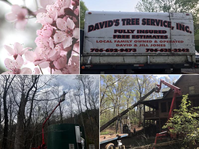David's Tree Service inc.