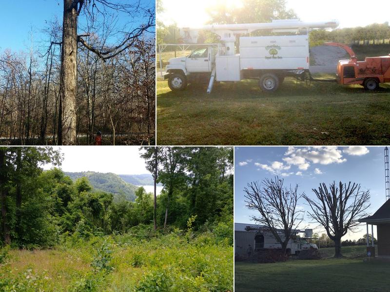 Affordable Expert Tree Care
