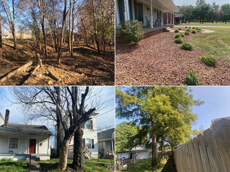 Benigno Perez Tree Services