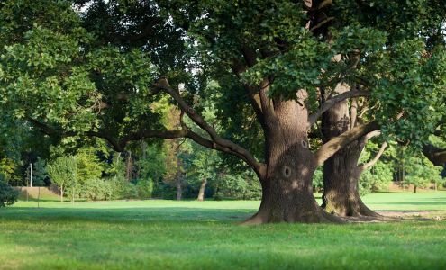 A+ Reliable Tree Service Destrehan