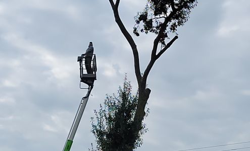 L N L Tree Service 1008 Duke St, Morgan City Louisiana 70380