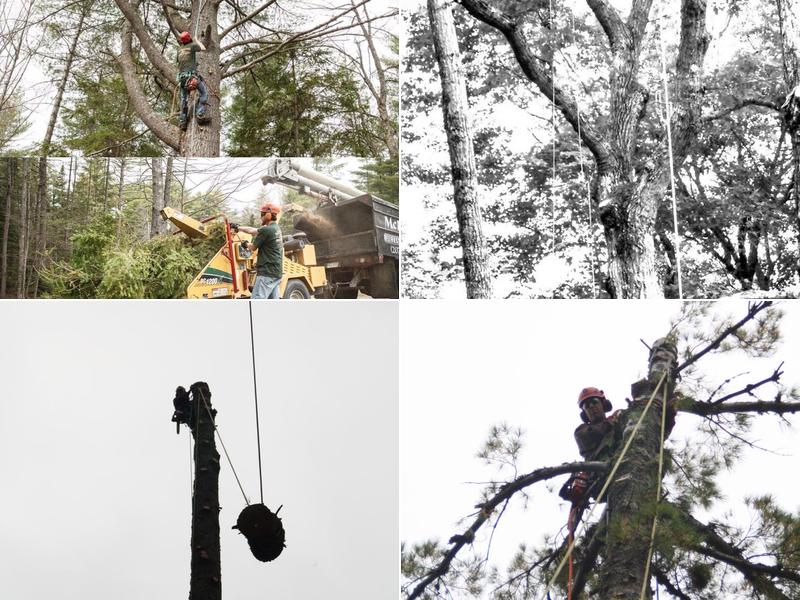 McIntosh Forestry Services, LLC