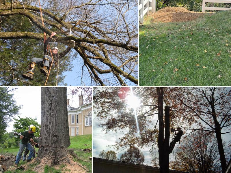 Evergreen Tree Service