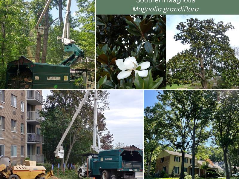 AAA Tree Service