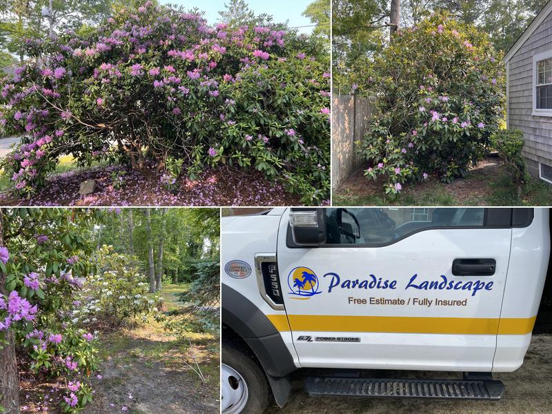 Paradise Landscape & Tree Removal