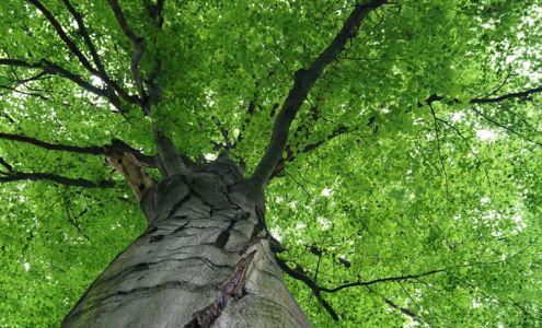 Wabasha Tree Company 306 Wabasha County Rd 10, Wabasha Minnesota 55981