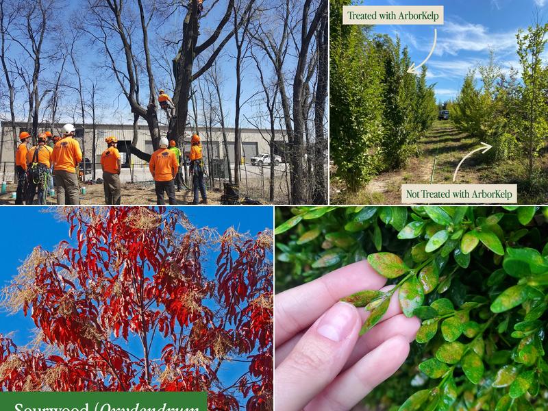 SavATree - Tree Service & Lawn Care