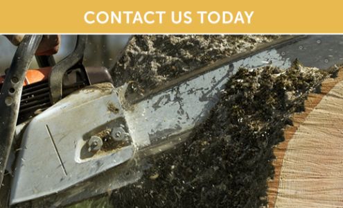 Tree Trimmers 28933 Pleasant Lake Rd, Underwood Minnesota 56586