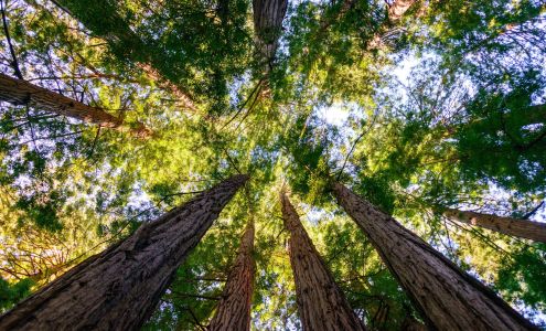 Dewees Tree Service, LLC