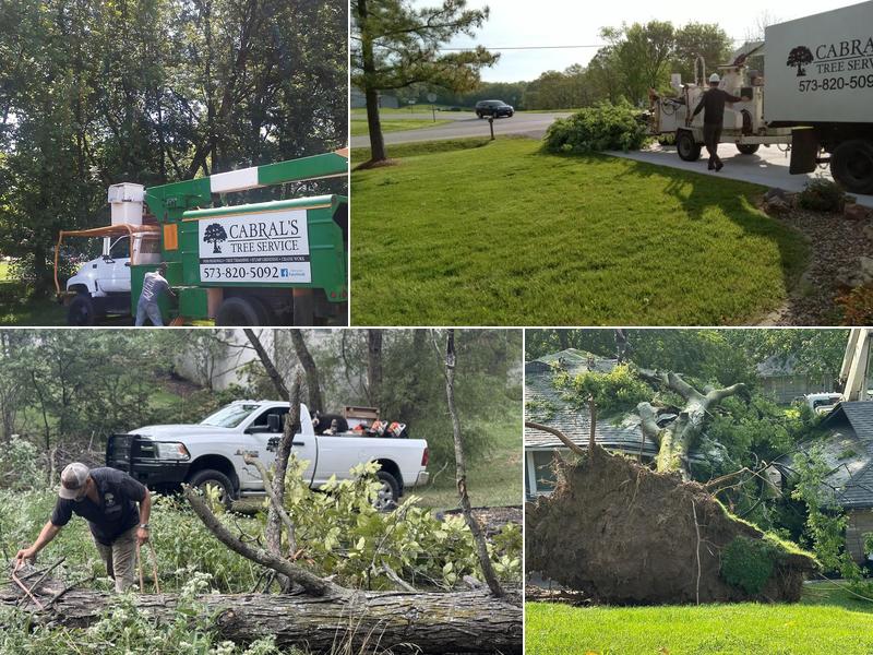 Cabral's Tree Service
