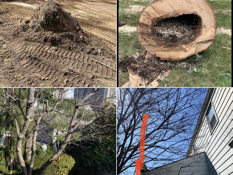 Evergreen Tree & Shrub