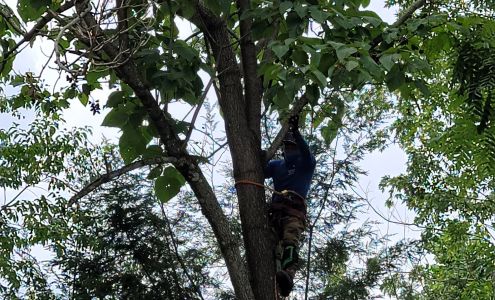 Newcomb Tree Service 2585 US-70, Swannanoa North Carolina 28778