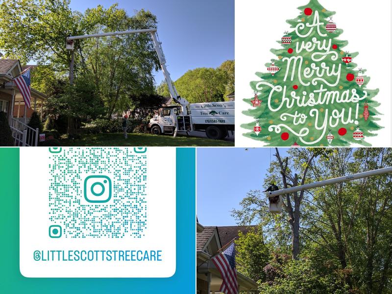 Little Scotts Tree Care