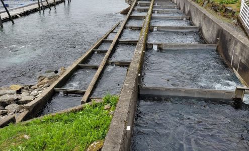 Douglas Island Pink & Chum