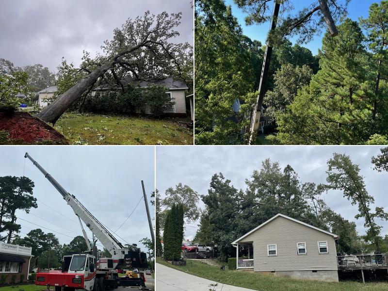 Molina's Tree Service & Landscaping LLC