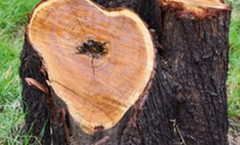 R&S Stump Grinding 2094 White Oak River Rd, Maysville North Carolina 28555