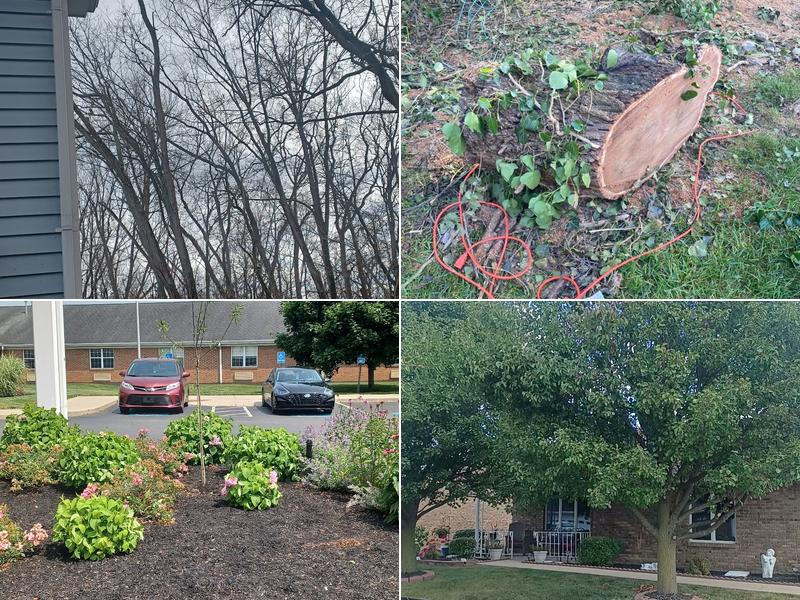 Grizzly's Tree Specialists