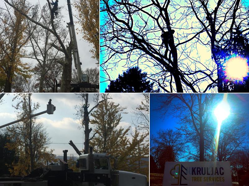 Kruljac Tree Services