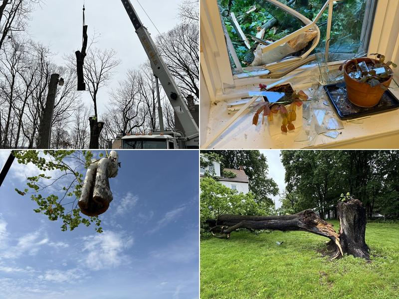 Buso Tree and Landscaping