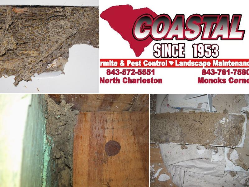 Coastal Termite & Pest Control