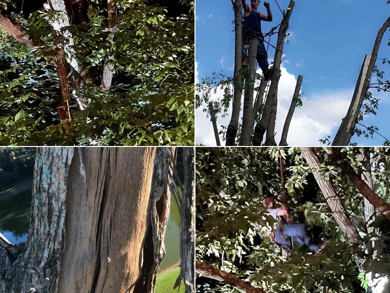 Jimbos Tree Service Medina