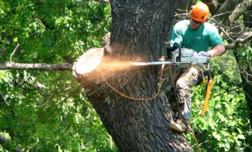 Morning Sun Tree & Landscape Services