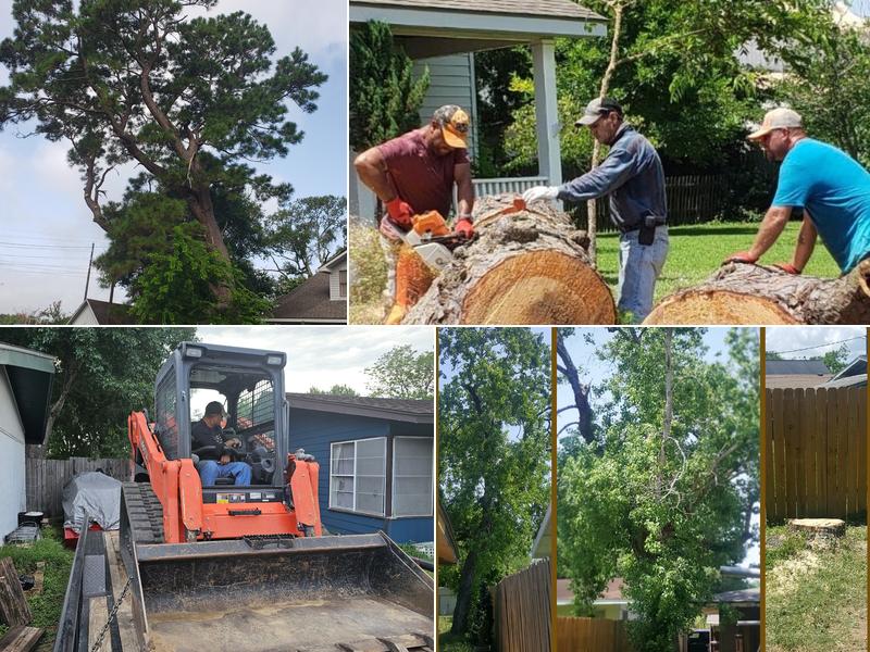 Honest Tree Trimming & Removal Services