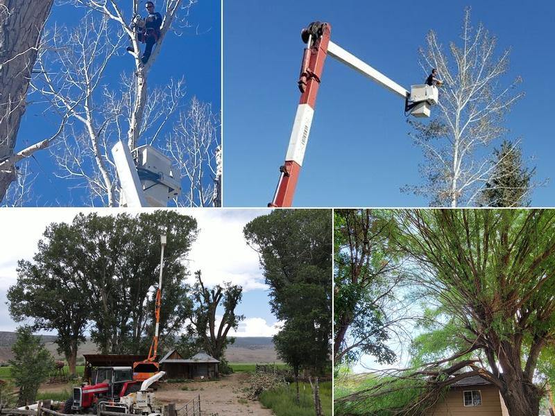 Hyde-Away Tree Pruning