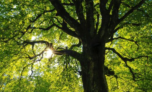 Sweat Brothers Tree Surgery