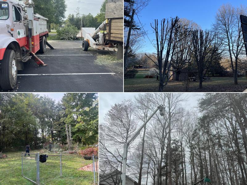 Four Seasons Tree & Landscaping Services