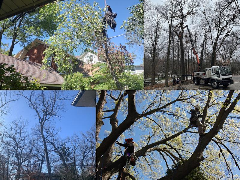 Urban Tree Management