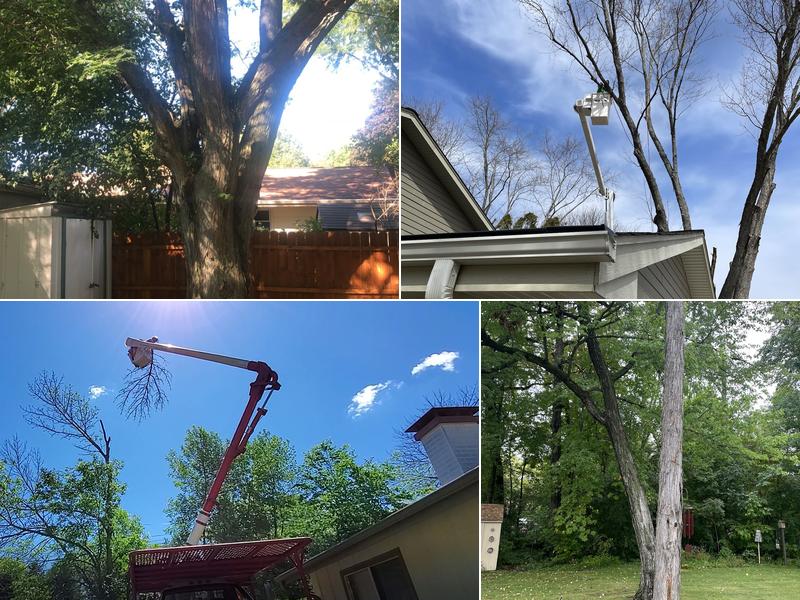 Eduardos Tree Service LLC