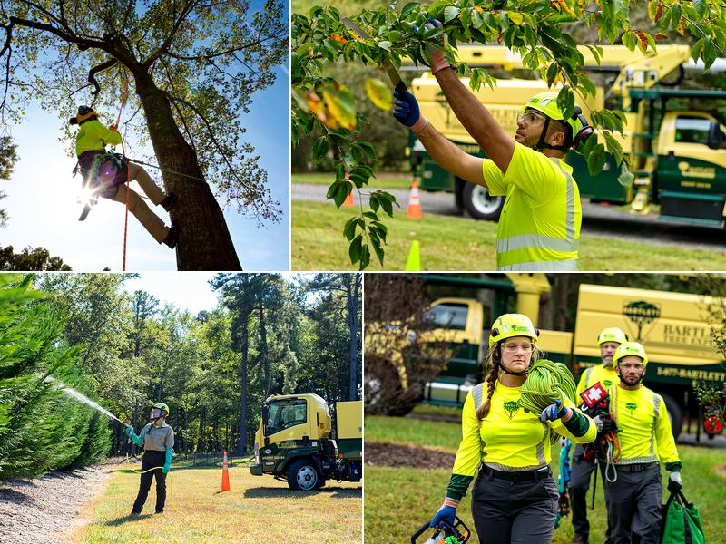 Bartlett Tree Experts