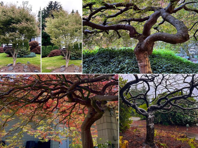 MAPLE MAN - Japanese Maple Pruning