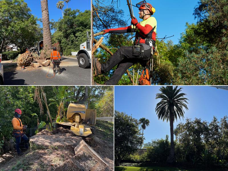 Golden Oak Tree Service