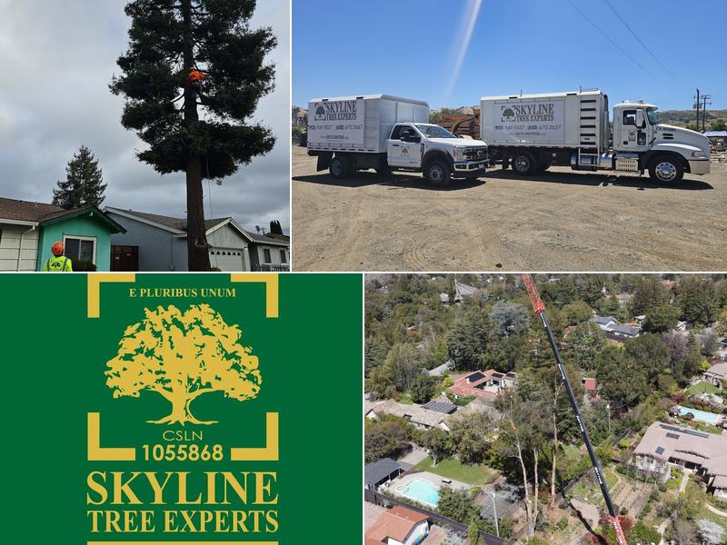 Skyline Tree Experts